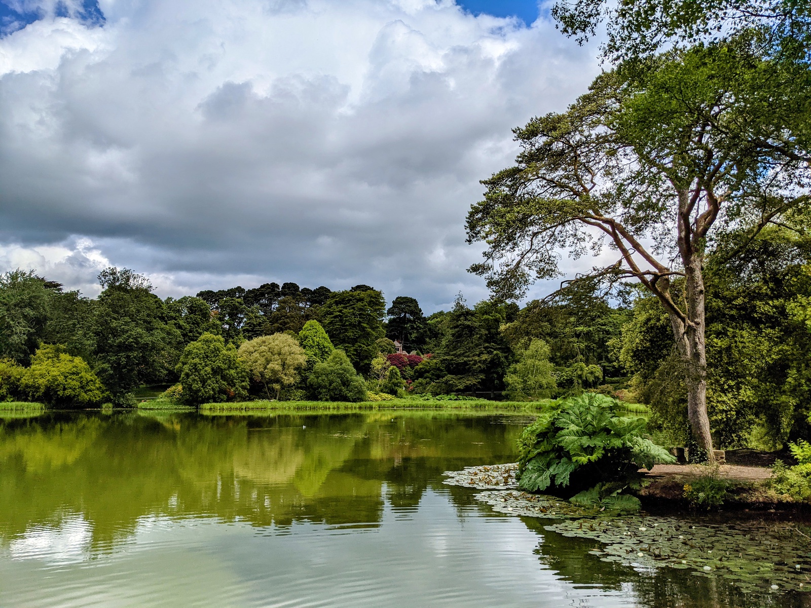 Lake and Trees