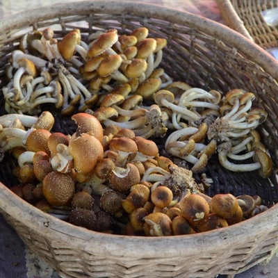 Mushrooms for joinindailyspecifics because they're in  basket