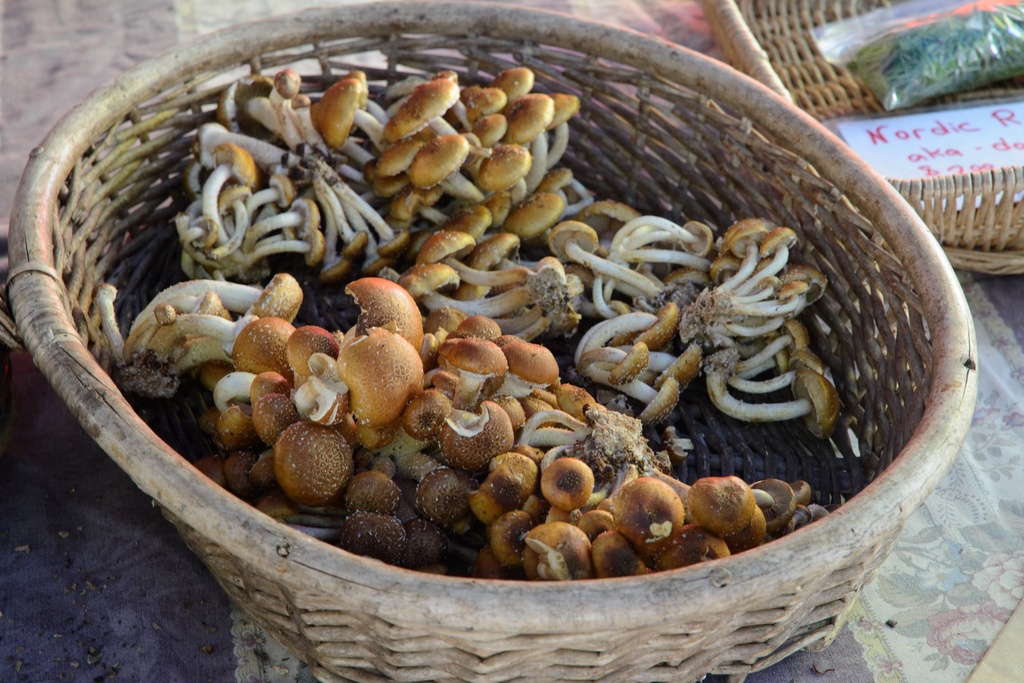 Mushrooms for joinindailyspecifics because they're in  basket