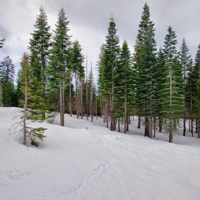 Spruce trees in the snow