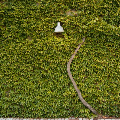 Ivy Powered Lamp