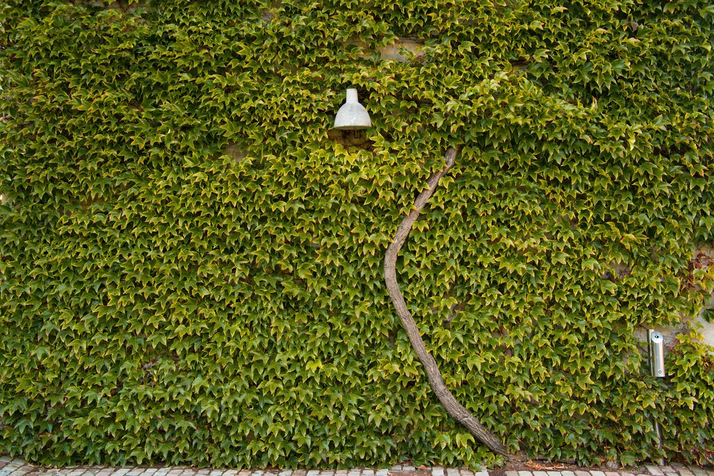 Ivy Powered Lamp