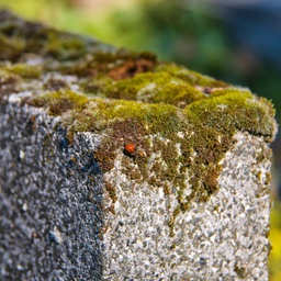 Mossy Tombstone with Ladybug