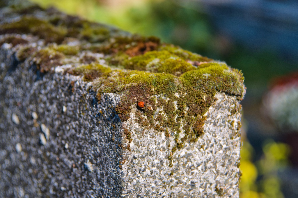 Mossy Tombstone with Ladybug