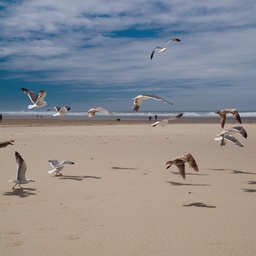 Scaring the seagulls