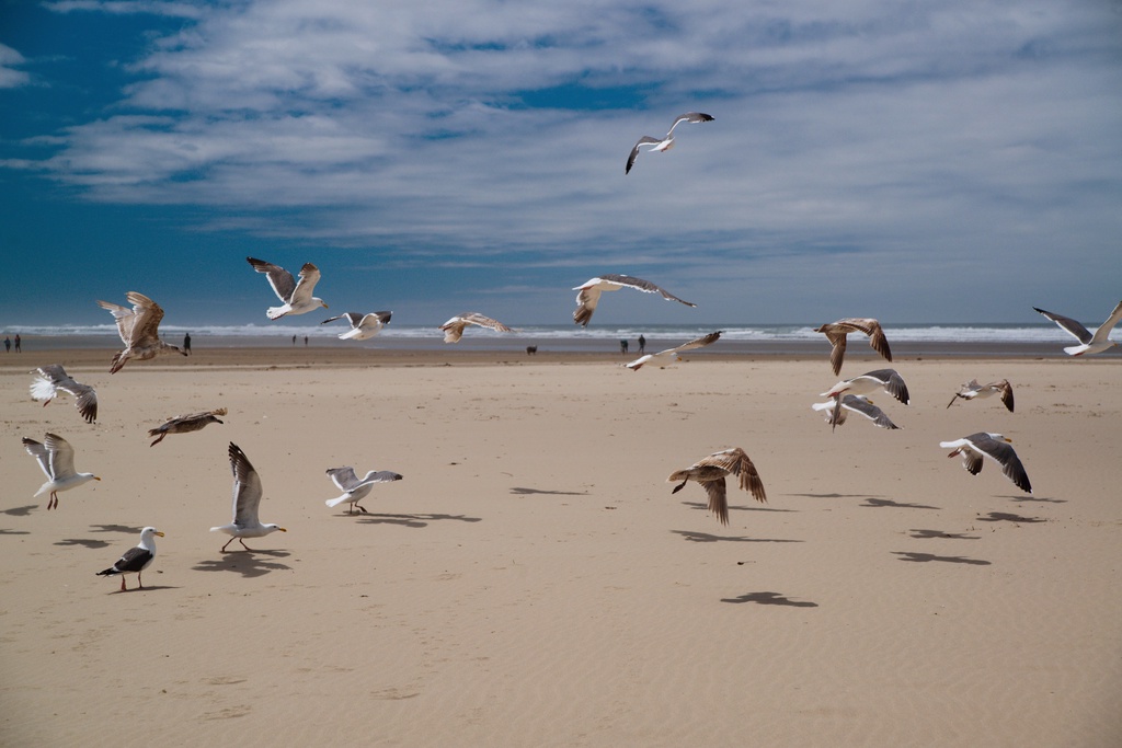 Scaring the seagulls