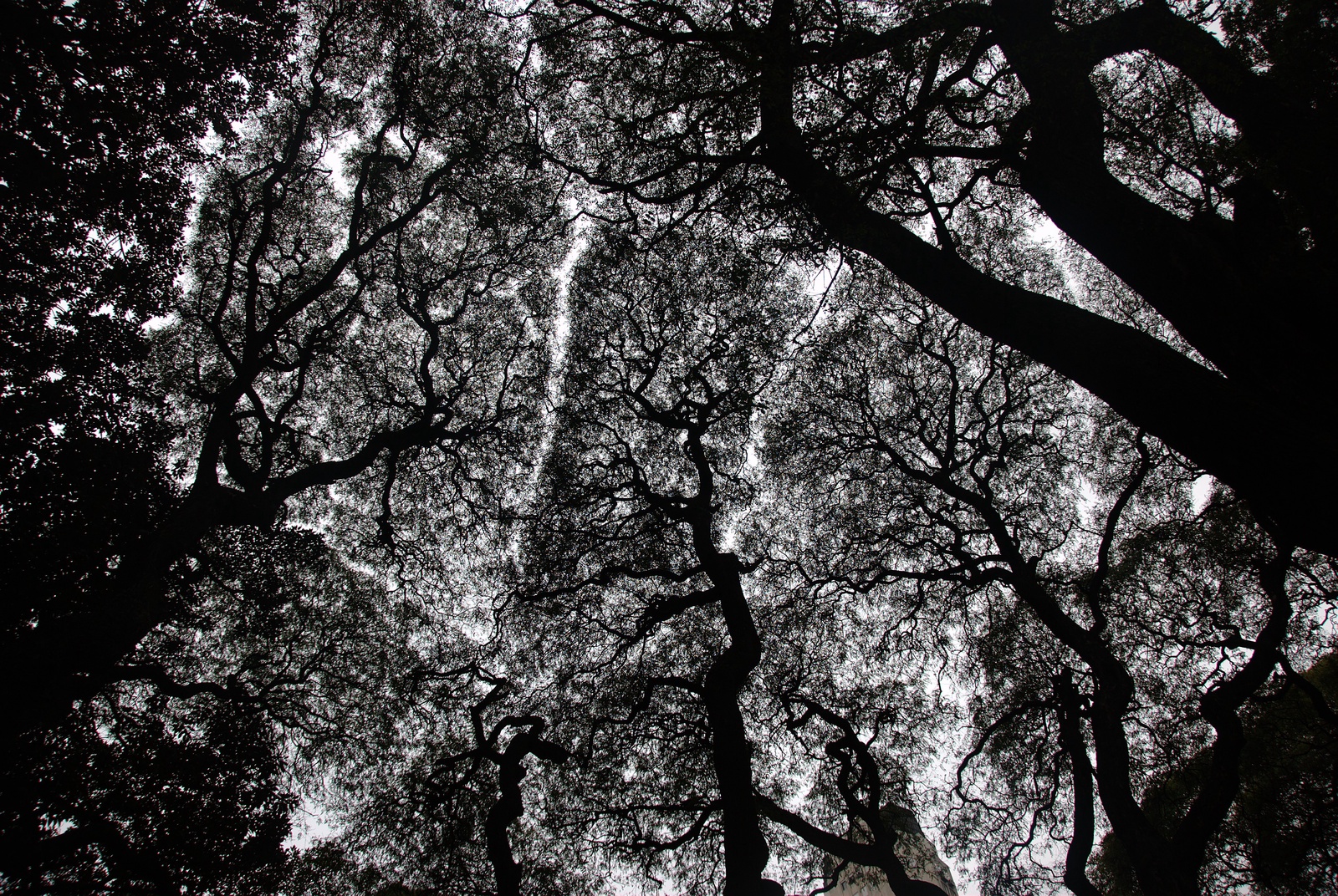 The Territoriality of Trees