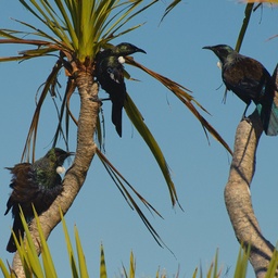 The Tui have been whistling crazily for a few weeks now, but today it really got extra busy and