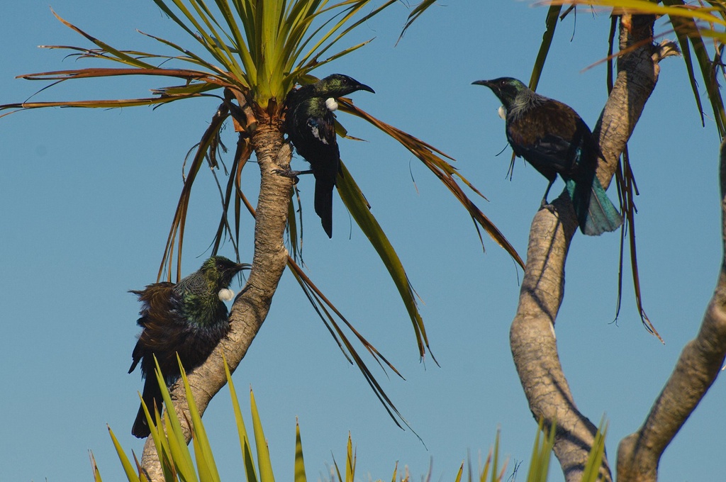 The Tui have been whistling crazily for a few weeks now, but today it really got extra busy and