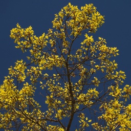 Spring Colours in Hawkes Bay