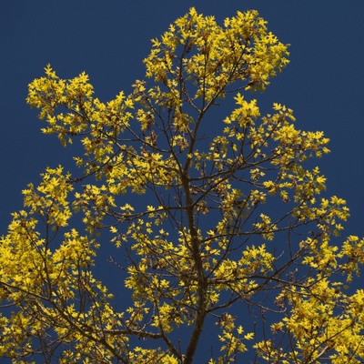 Spring Colours in Hawkes Bay