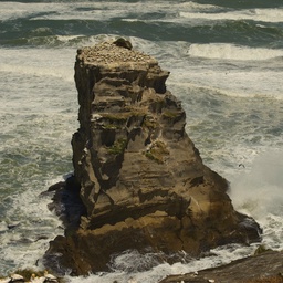 Apparently, if you're a gannet, this little rock near Muriwai Beach is approximately heaven