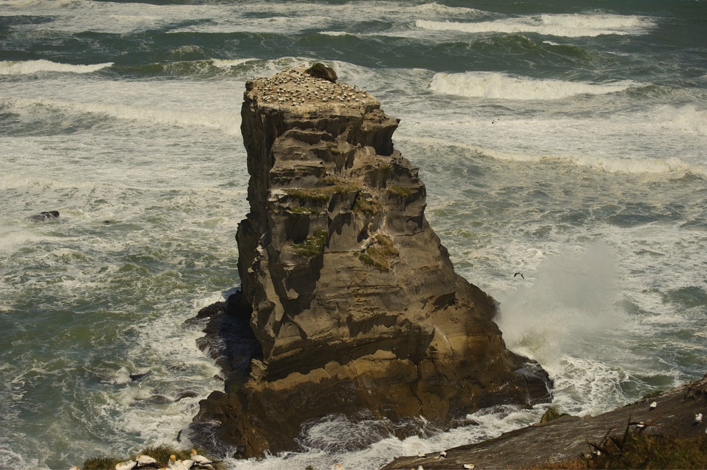 Apparently, if you're a gannet, this little rock near Muriwai Beach is approximately heaven